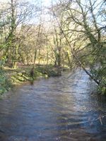 Cabilla Woods, River Fowey